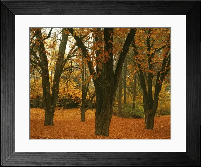 Framed Print : USA, Washington, Spokane, Manito Park, Autumn Framed Print : USA, Washington, Spokane, Manito Park, Autumn