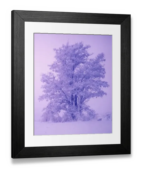 Framed Print : USA, Washington, Spokane County, Frosted locust Framed Print : USA, Washington, Spokane County, Frosted locust