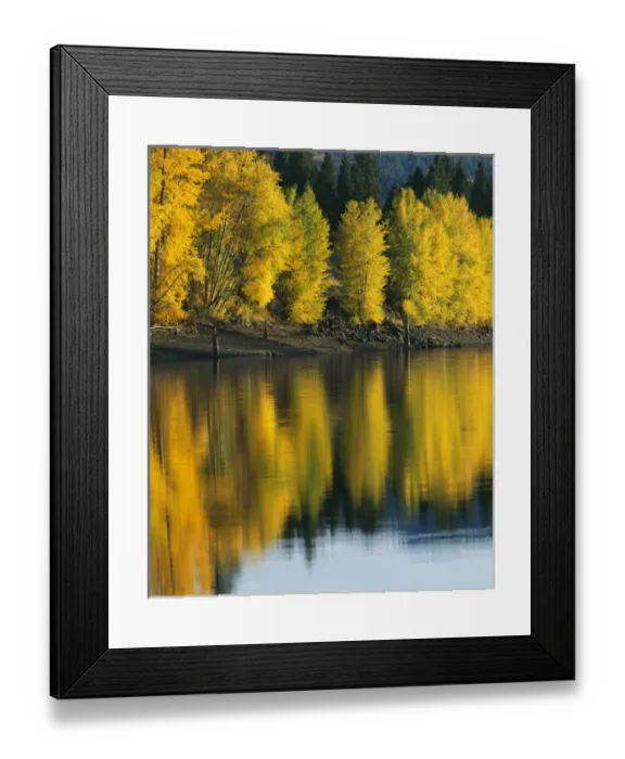 Framed Print : USA, Washington, Methow Valley, Patterson Lake, Aspen trees Framed Print : USA, Washington, Methow Valley, Patterson Lake, Aspen trees