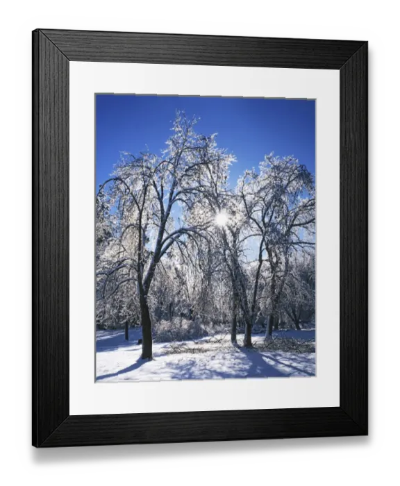 Framed Print : USA, Washington, Spokane County, trees with ice Framed Print : USA, Washington, Spokane County, trees with ice