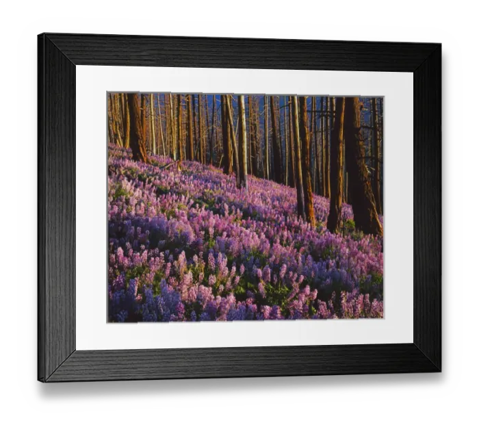 Framed Print : USA, Washington, Wenatchee National Forest, Lupine