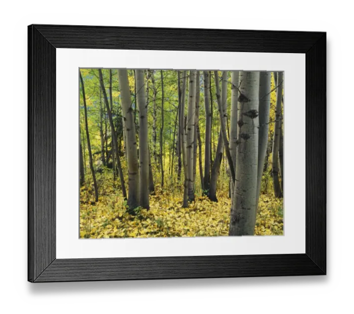 Framed Print : USA, Washington, Okanogan National Forest, Aspen grove Framed Print : USA, Washington, Okanogan National Forest, Aspen grove