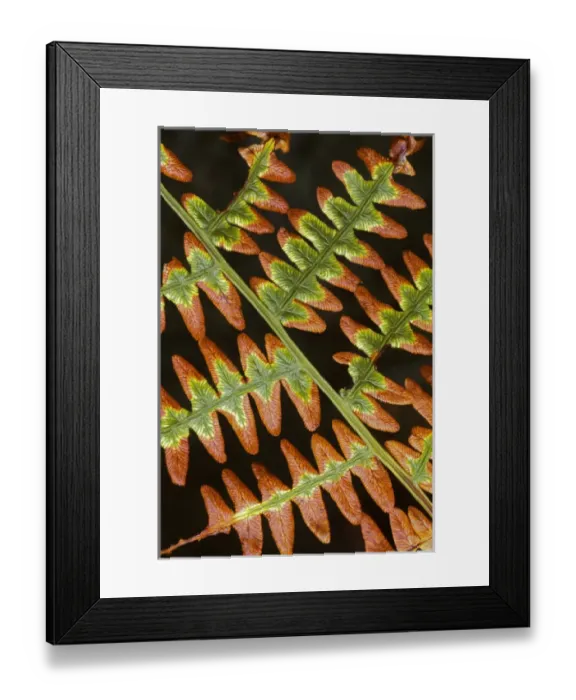 Framed Print : USA, Washington, Spokane County, Mt Spokane State Park, Brachen Fern Framed Print : USA, Washington, Spokane County, Mt Spokane State Park, Brachen Fern
