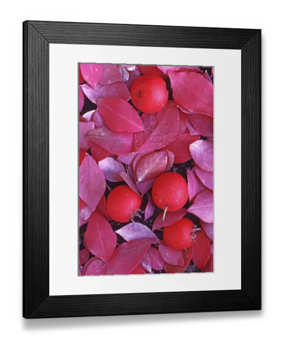 Framed Print : USA, Washington, Spokane County, Hawthorn Berries and Burning Bush leaves
