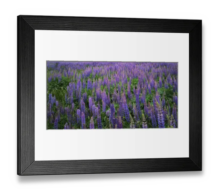 Framed Print : USA, Washington, Clallam County, Lupine Framed Print : USA, Washington, Clallam County, Lupine