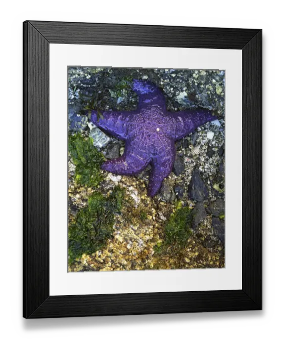 Framed Print : USA, Washington, Orcas Island, Purple Star, Starfish Framed Print : USA, Washington, Orcas Island, Purple Star, Starfish