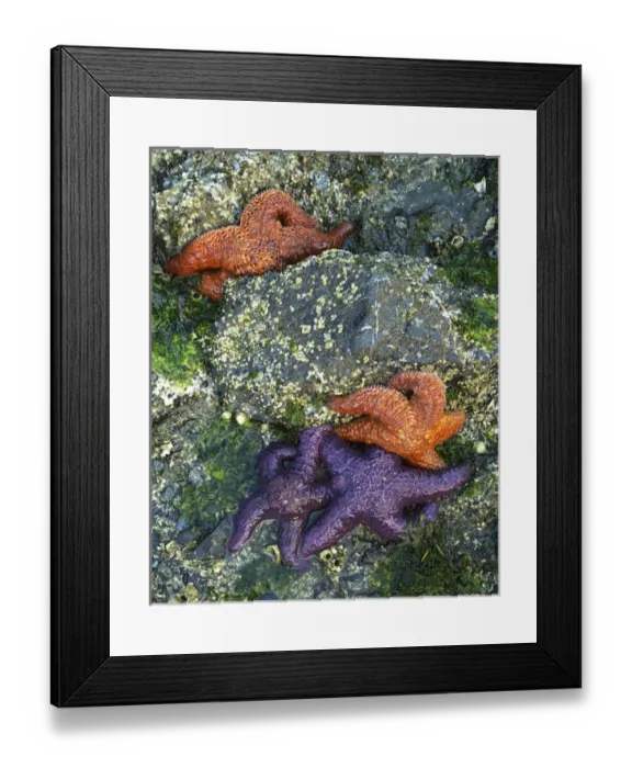 Framed Print : USA, Washington, Orcas Island Framed Print : USA, Washington, Orcas Island