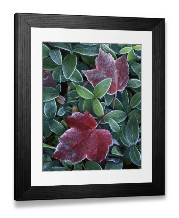 Framed Print : USA, Washington, Spokane County, Maple Leaves, Myrtle leaves Framed Print : USA, Washington, Spokane County, Maple Leaves, Myrtle leaves