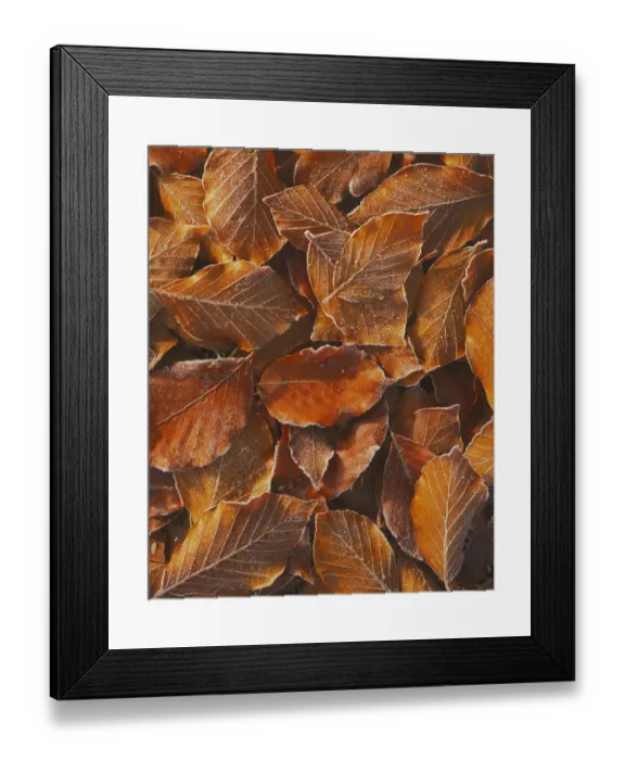 Framed Print : USA, Washington, John Finch Arboretum, Frost on Beech Leaves Framed Print : USA, Washington, John Finch Arboretum, Frost on Beech Leaves