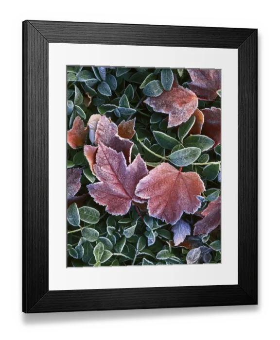 Framed Print : USA, Washington, Spokiane County, Maple leaves and myrtle Framed Print : USA, Washington, Spokiane County, Maple leaves and myrtle