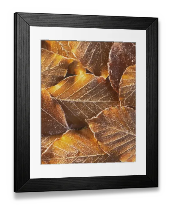 Framed Print : USA, Washington, John Finch Arboretum, Frost on Beech Leaves Framed Print : USA, Washington, John Finch Arboretum, Frost on Beech Leaves