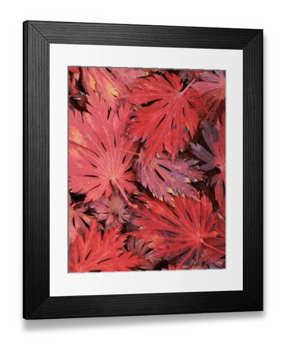 Framed Print : USA, Washington, John A. Finch Arboretum Framed Print : USA, Washington, John A. Finch Arboretum