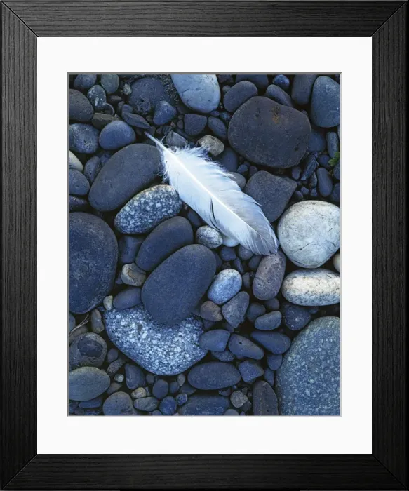 Framed Print : USA, Washington, Snake River gravel bar, Hells Canyon, Gull feather and stones Framed Print : USA, Washington, Snake River gravel bar, Hells Canyon, Gull feather and stones