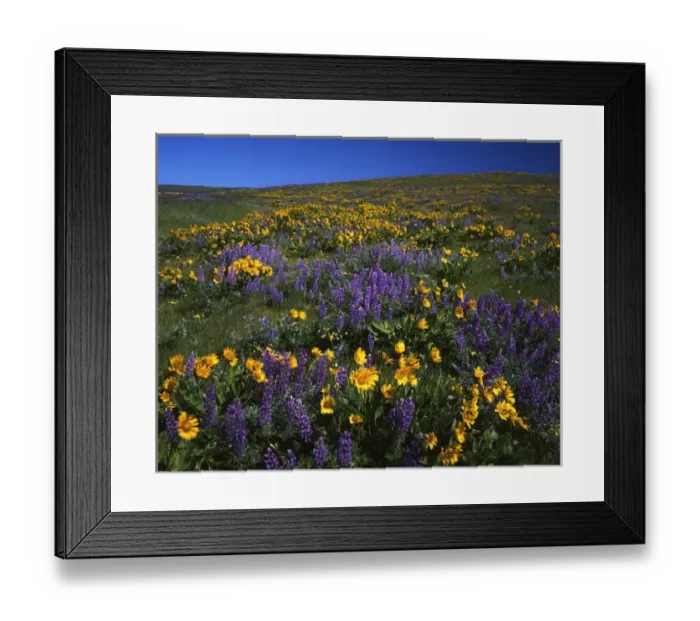 Framed Print : USA, Washington, Columbia River Gorge National Scenic Area, Columbia Hills State State Park