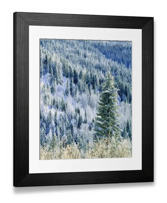 Framed Print : USA, Washington, Mt. Spokane State Park, aspen Framed Print : USA, Washington, Mt. Spokane State Park, aspen