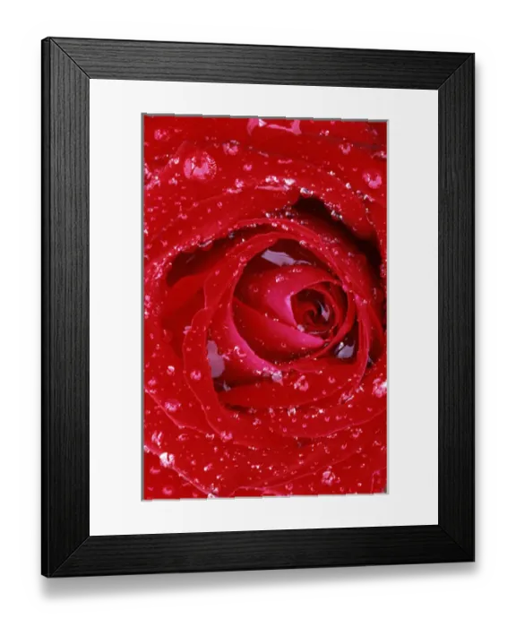 Framed Print : USA, Washington, Spokane County, Manito Park, Rose with raindrops Framed Print : USA, Washington, Spokane County, Manito Park, Rose with raindrops