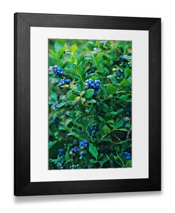 Framed Print : Commercial blueberry crop in the Skagit Valley, Washington Framed Print : Commercial blueberry crop in the Skagit Valley, Washington