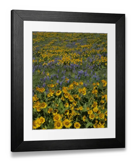 Framed Print : USA, Washington, Columbia River Gorge National Scenic Area; Columbia Hills State Park Framed Print : USA, Washington, Columbia River Gorge National Scenic Area; Columbia Hills State Park