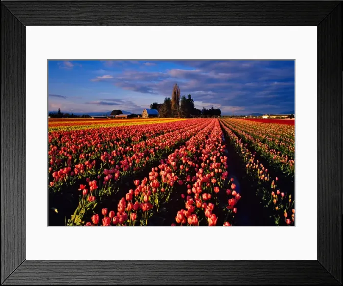 Framed Print : Colorful Field of Commercial Tulip Flowers during Skagit Valley Tulip Festival in Framed Print : Colorful Field of Commercial Tulip Flowers during Skagit Valley Tulip Festival in