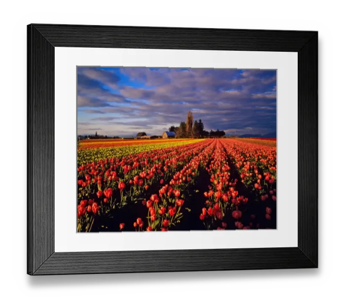 Framed Print : Commercial Tulip Field in the Skagit Valley near Mount Vernon Washington Framed Print : Commercial Tulip Field in the Skagit Valley near Mount Vernon Washington