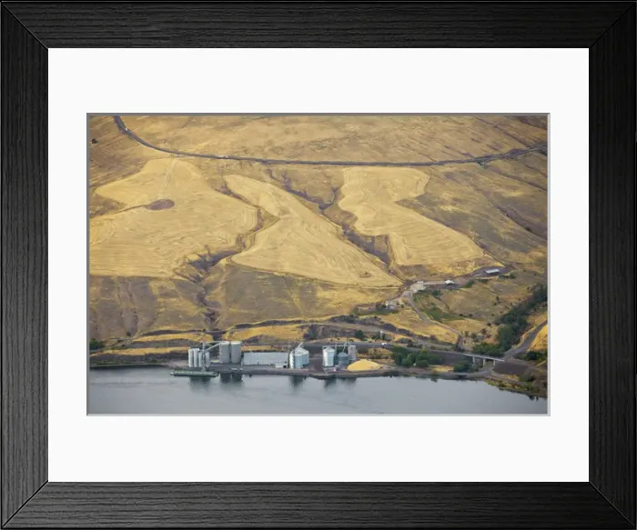 Framed Print : Grain trucks deliver just harvested wheat and barley crop to the Almota Terminal Framed Print : Grain trucks deliver just harvested wheat and barley crop to the Almota Terminal