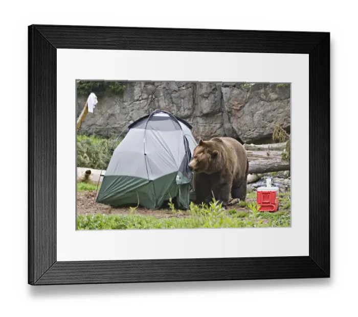 Framed Print : North America, USA, Washington, Seattle, Woodland Park Zoo. A Brown bear (grizzly bear
