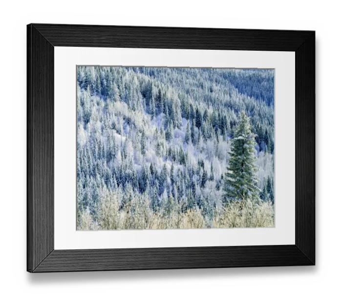 Framed Print : USA, Washington, Mt. Spokane State Park, aspen Framed Print : USA, Washington, Mt. Spokane State Park, aspen