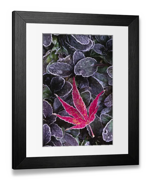 Framed Print : North America; USA; Washington; Seattle. Frost on an ornamental maple leaf Framed Print : North America; USA; Washington; Seattle. Frost on an ornamental maple leaf
