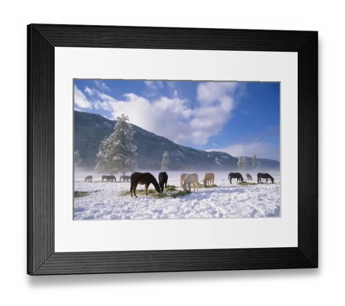 Framed Print : Horses feeding on hay in the winter snow, Methow Valley, Washington State, USA Framed Print : Horses feeding on hay in the winter snow, Methow Valley, Washington State, USA