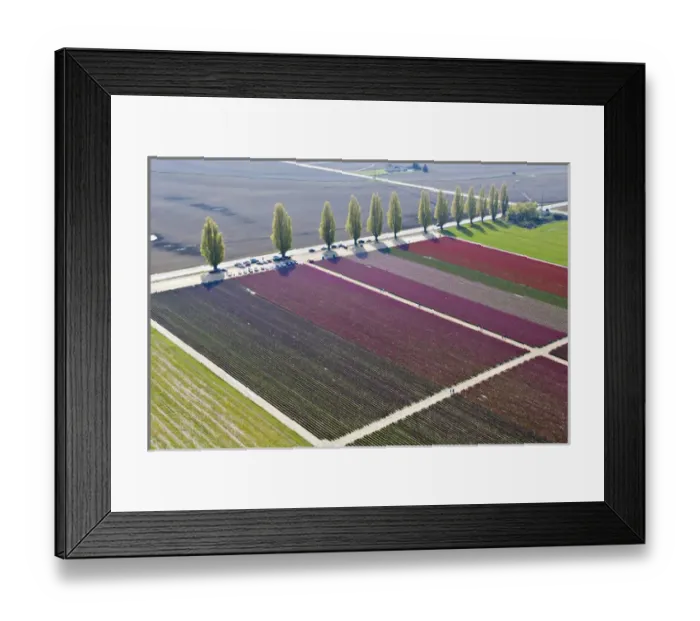 Framed Print : North America, USA, Washington, Skagit Valley Framed Print : North America, USA, Washington, Skagit Valley