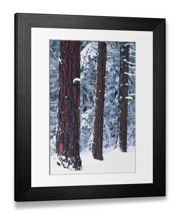 Framed Print : Washington, Easdtyern Cascades. Ponderosa Pines Framed Print : Washington, Easdtyern Cascades. Ponderosa Pines
