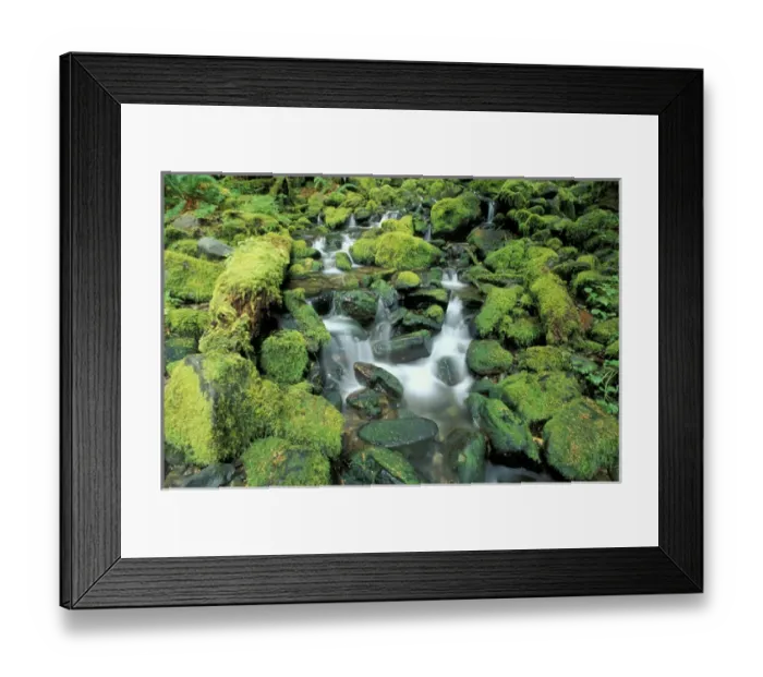 Framed Print : N. A. USA, Washington, Sole Duc, Olympic Nat l Park Small stream in rainforest