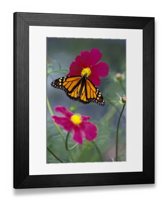 Framed Print : NA, USA, Seattle, Woodland Park Zoo Monarch butterfly on cosmos Framed Print : NA, USA, Seattle, Woodland Park Zoo Monarch butterfly on cosmos