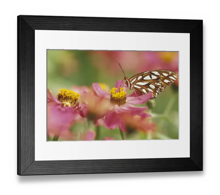 Framed Print : NA, USA, Seattle, Woodland Park Zoo Gulf fritillary butterfly on zinnia
