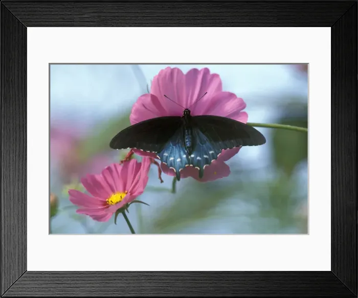 Framed Print : NA, USA, Seattle, Woodland Park Zoo Spicebush swallowtail on cosmos