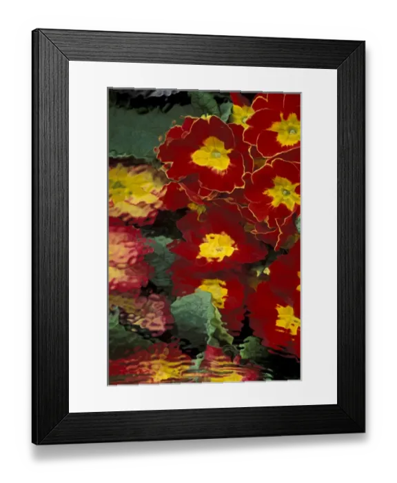Framed Print : NA, USA, Washington, Issaquah Primrose reflections
