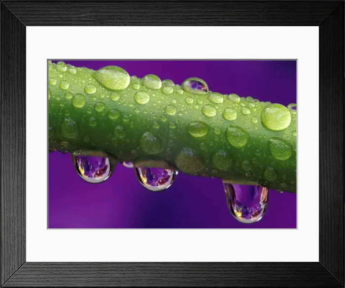 Framed Print : NA, USA, Washington, Issaquah Dew drops on bearded iris stem