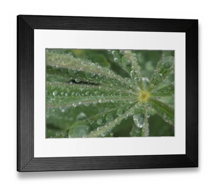 Framed Print : NA, USA, Washington, Olympic NP Dew on lupine leaf Framed Print : NA, USA, Washington, Olympic NP Dew on lupine leaf