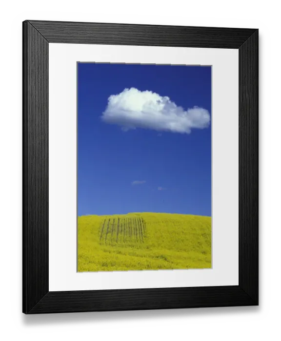 Framed Print : NA, USA, Washington, Palouse area of eastern Washington Canola field and lone cloud