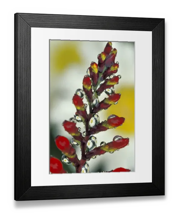 Framed Print : NA, USA, Washington, Sammamish Dew drop on crocosmia flower