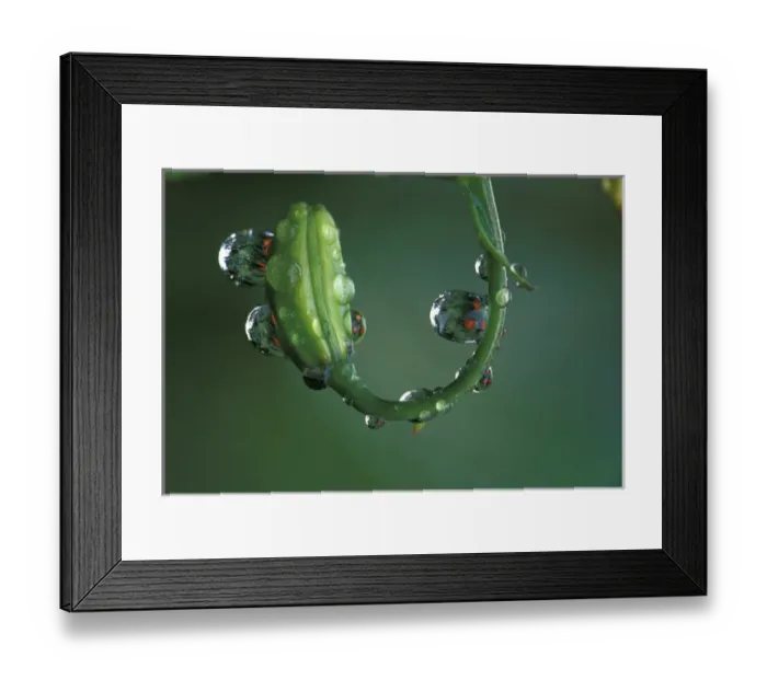 Framed Print : NA, USA, Washington, Sammamish Dew drop reflection on lily