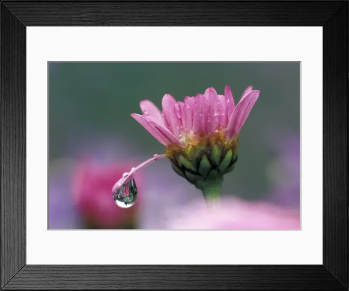 Framed Print : NA, USA, Washington, Sammamish Dew drop on daisy petal Framed Print : NA, USA, Washington, Sammamish Dew drop on daisy petal