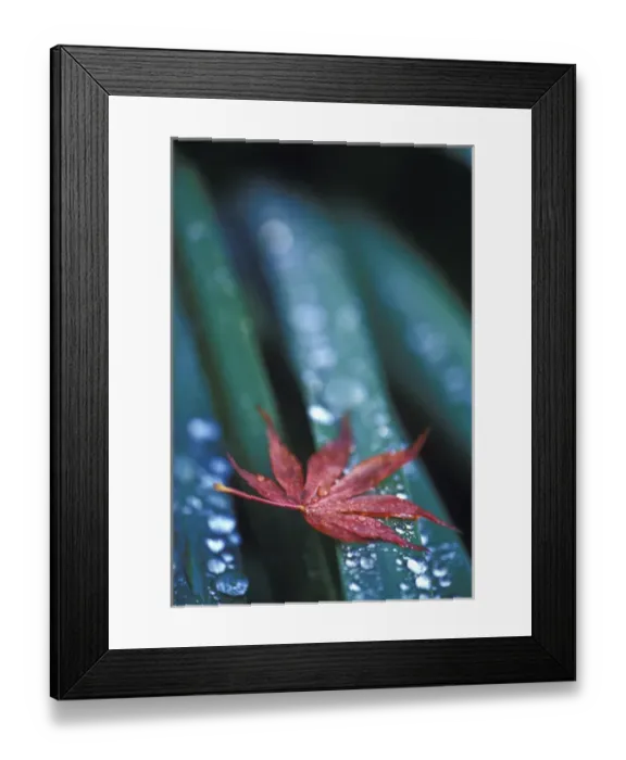 Framed Print : NA, USA, Washington, Sammamish Fallen Japanese maple leaf and dew on iris leaves Framed Print : NA, USA, Washington, Sammamish Fallen Japanese maple leaf and dew on iris leaves