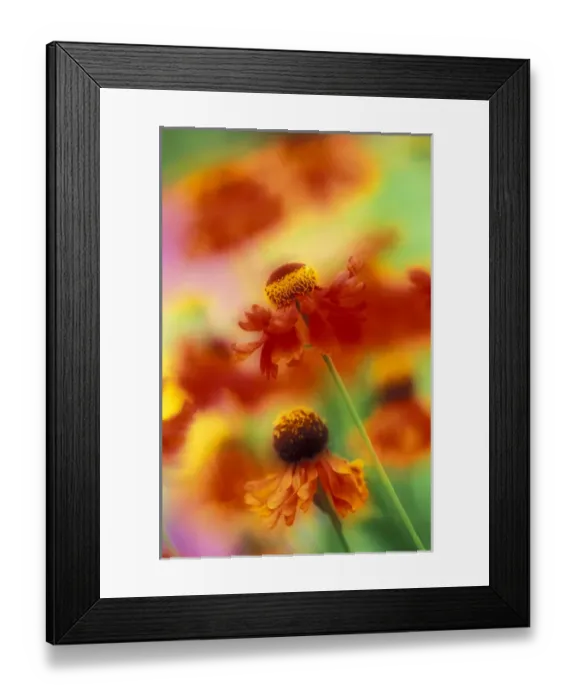 Framed Print : NA, USA, Washington, Sammamish In- and out-of-focus sneeze weed Framed Print : NA, USA, Washington, Sammamish In- and out-of-focus sneeze weed