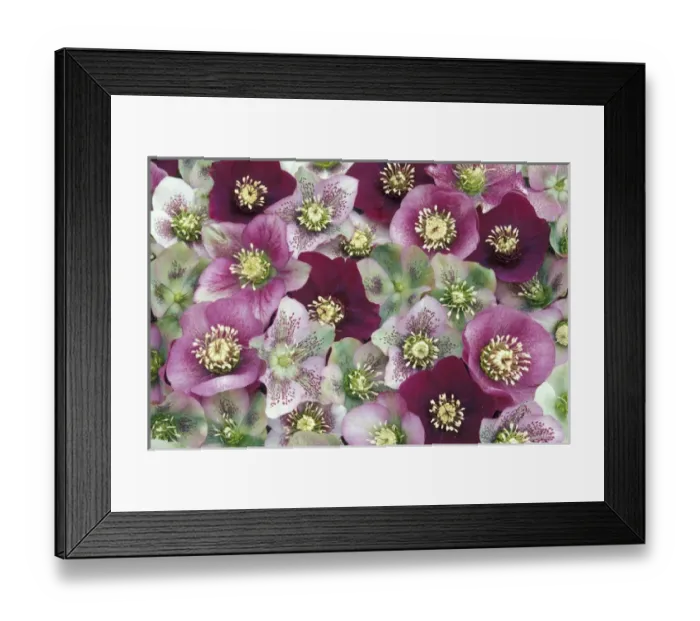 Framed Print : NA, USA, Washington, Sammamish Heleborus flower pattern