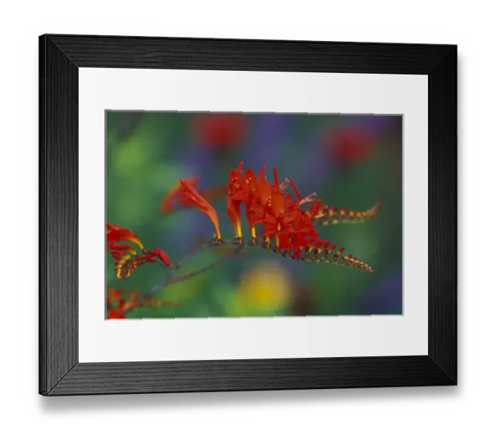 Framed Print : NA, USA, Washington, Sammamish Lucifer; crocosmia