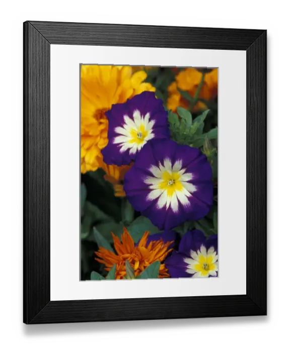 Framed Print : NA, USA, Washington, Sammamish. Convoltus in deep blue Framed Print : NA, USA, Washington, Sammamish. Convoltus in deep blue