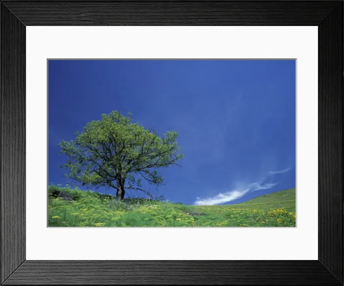 Framed Print : NA, USA, Washington, Southwestern Washington Lone oak, spring greens Framed Print : NA, USA, Washington, Southwestern Washington Lone oak, spring greens