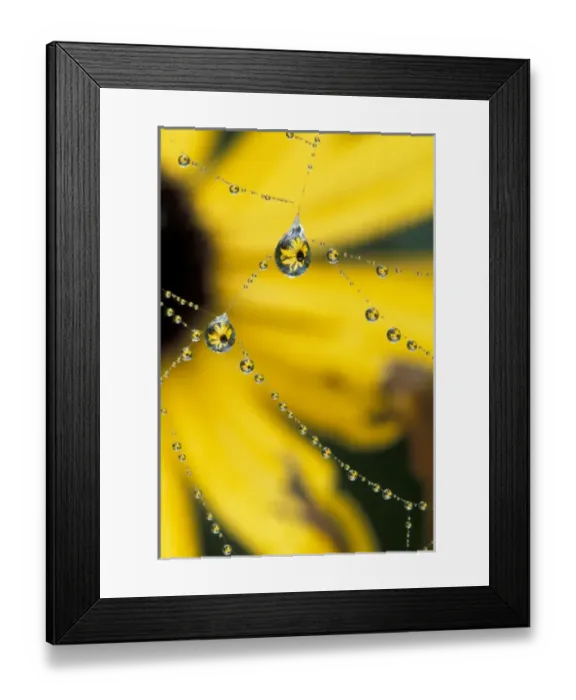 Framed Print : NA, USA, Washington, Sammamish Spider web and dew drop reflection