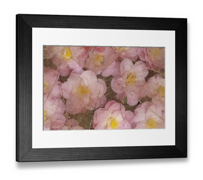 Framed Print : NA, USA, Washington, Seattle, University of Washington Arboretum Camilia and magnolia Framed Print : NA, USA, Washington, Seattle, University of Washington Arboretum Camilia and magnolia